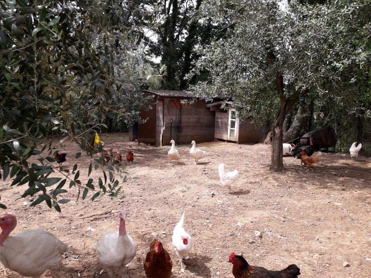 Alle Preci Country house Santa Restituta Esterno foto
