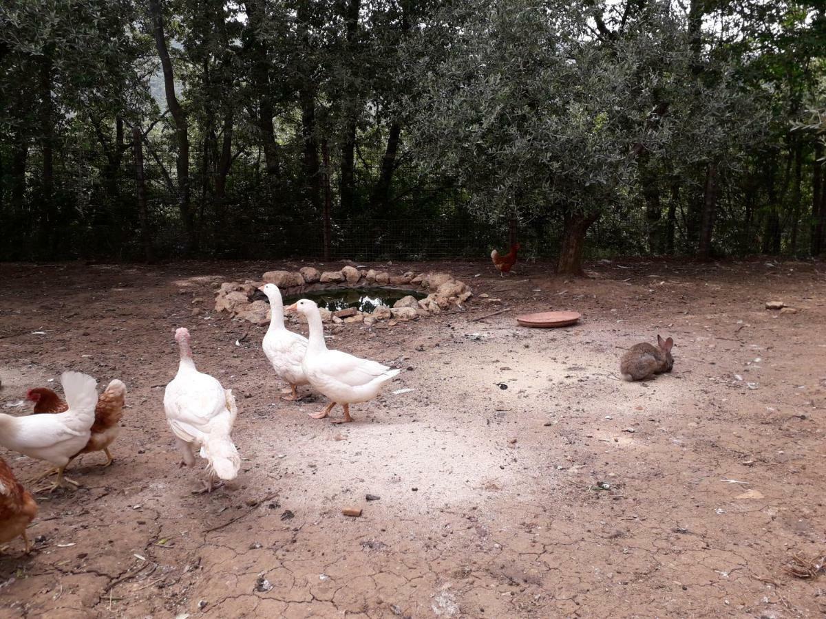Alle Preci Country house Santa Restituta Esterno foto